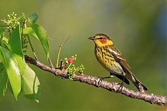 Cape May Warbler